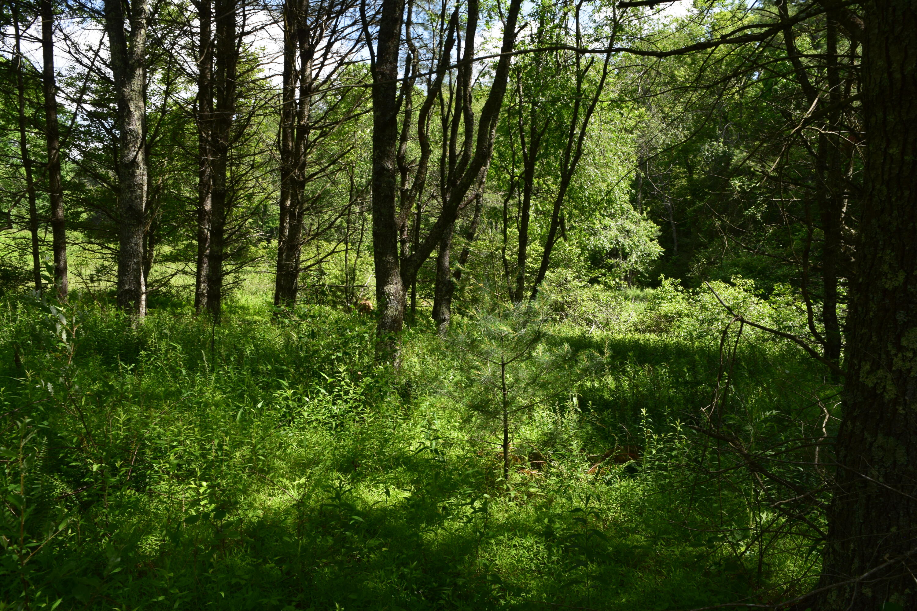 1866 Firehouse Road Northwest Willis, VA 24380 - Photo 53 of 78 a view of a lush green forest