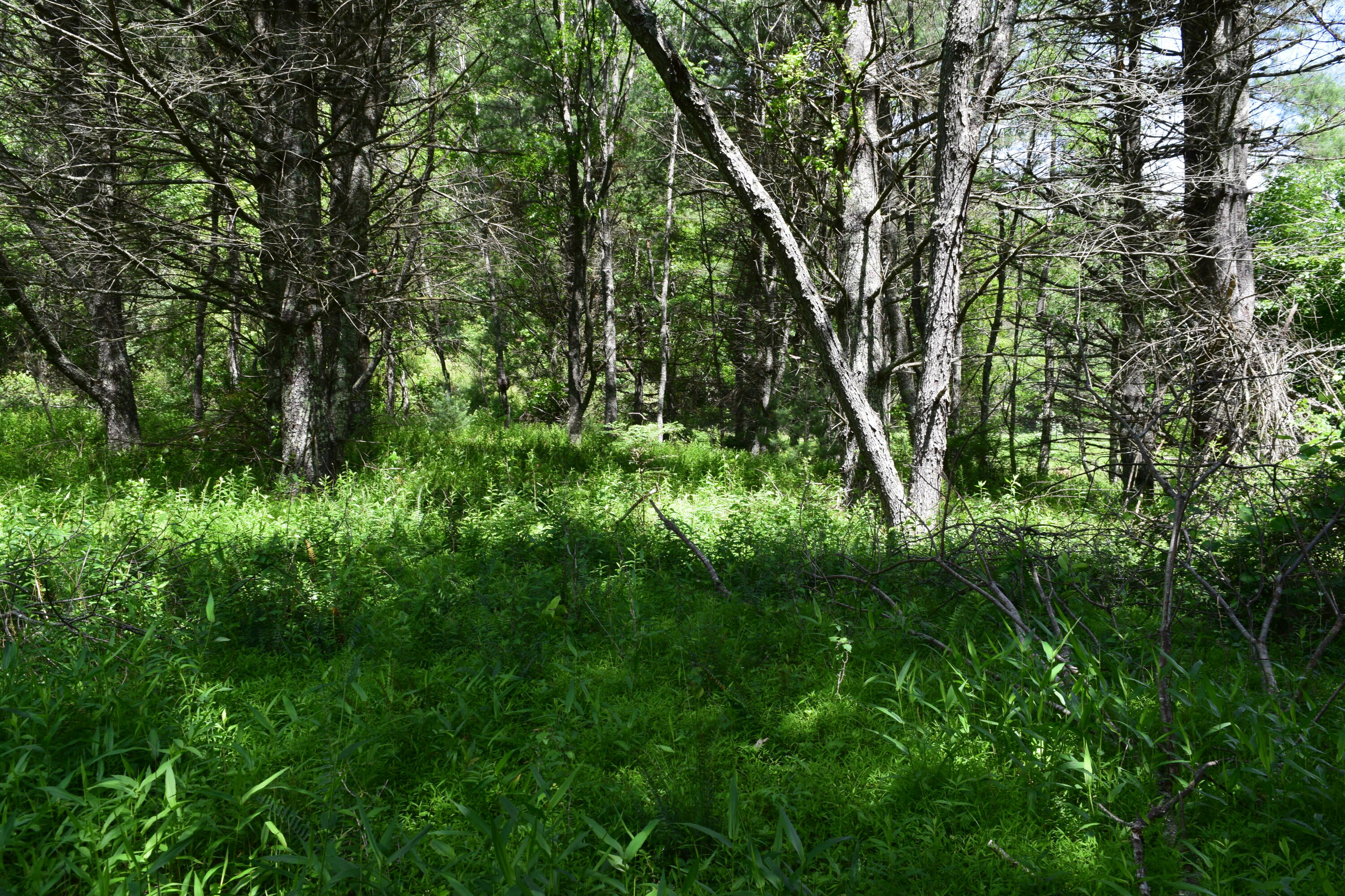 1866 Firehouse Road Northwest Willis, VA 24380 - Photo 56 of 78 DSC_1413