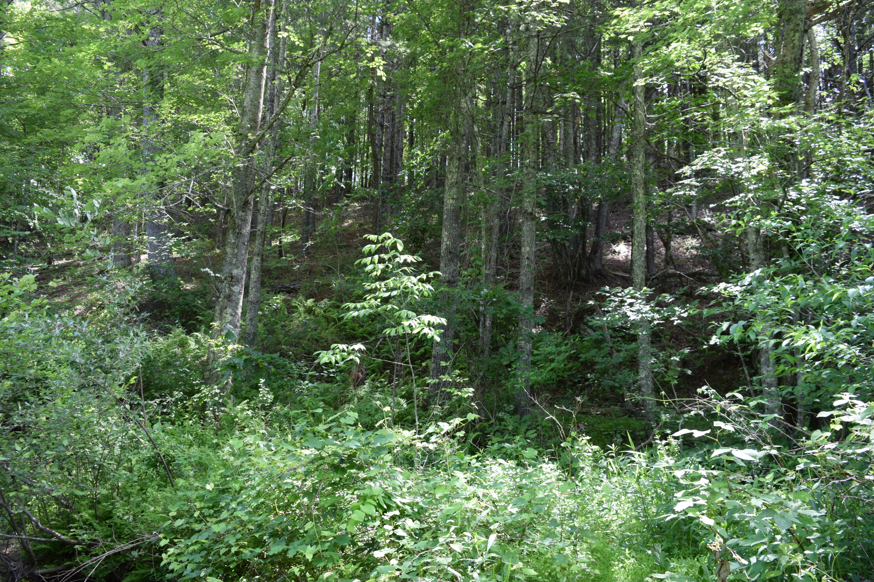 1866 Firehouse Road Northwest Willis, VA 24380 - Photo 58 of 78 a view of a forest with lots of trees