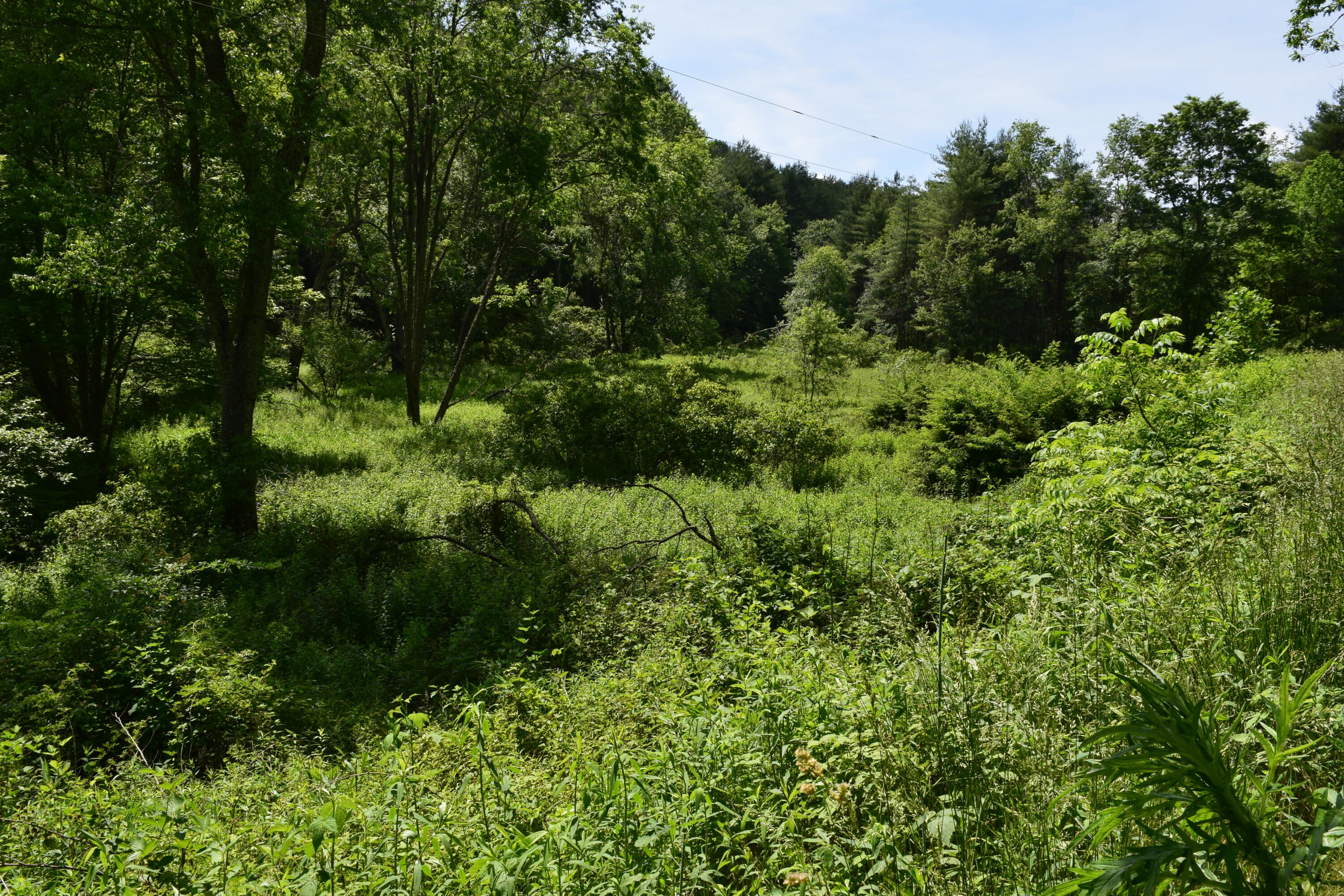 1866 Firehouse Road Northwest Willis, VA 24380 - Photo 61 of 78 a view of a lush green forest