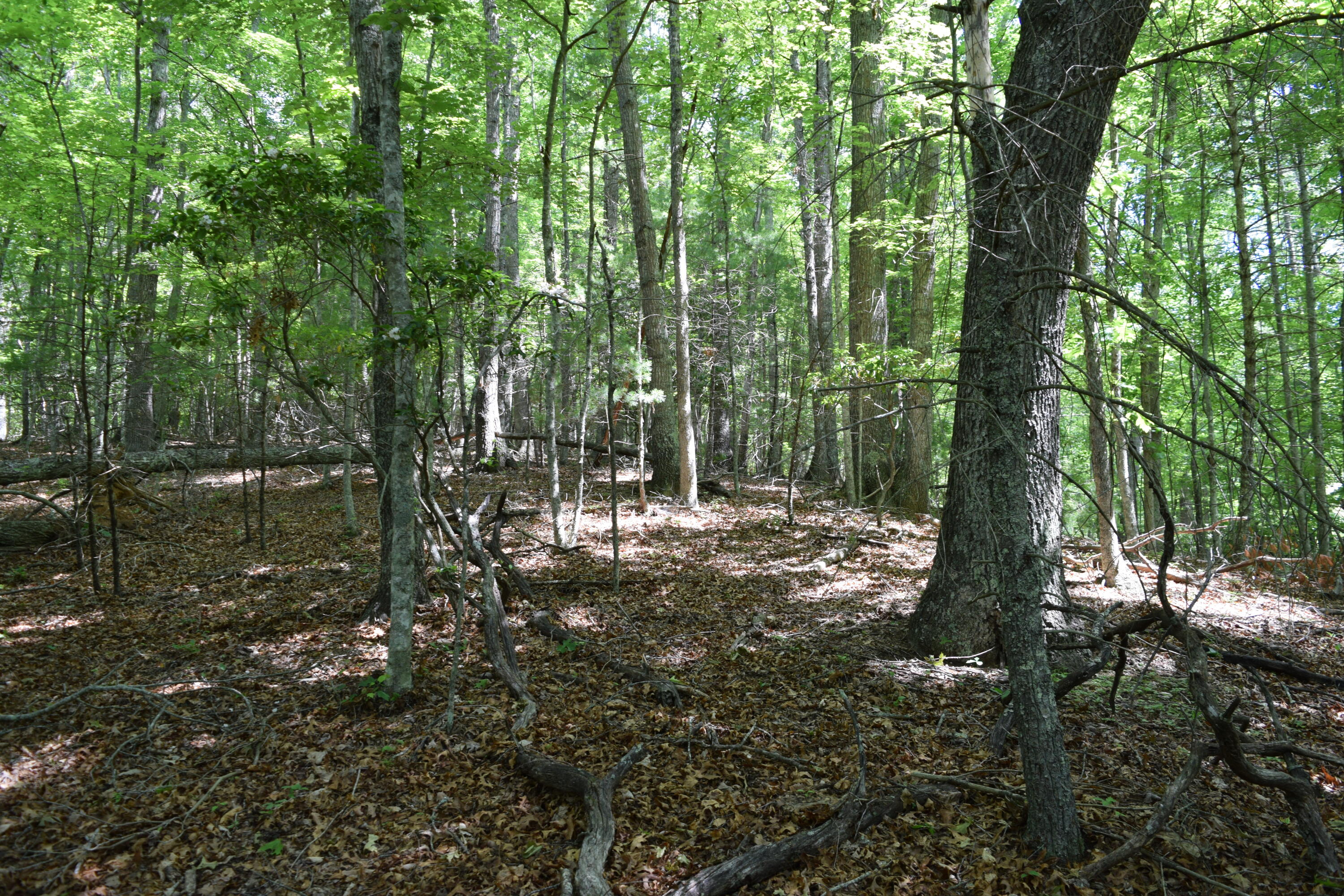 1866 Firehouse Road Northwest Willis, VA 24380 - Photo 65 of 78 a view of forest