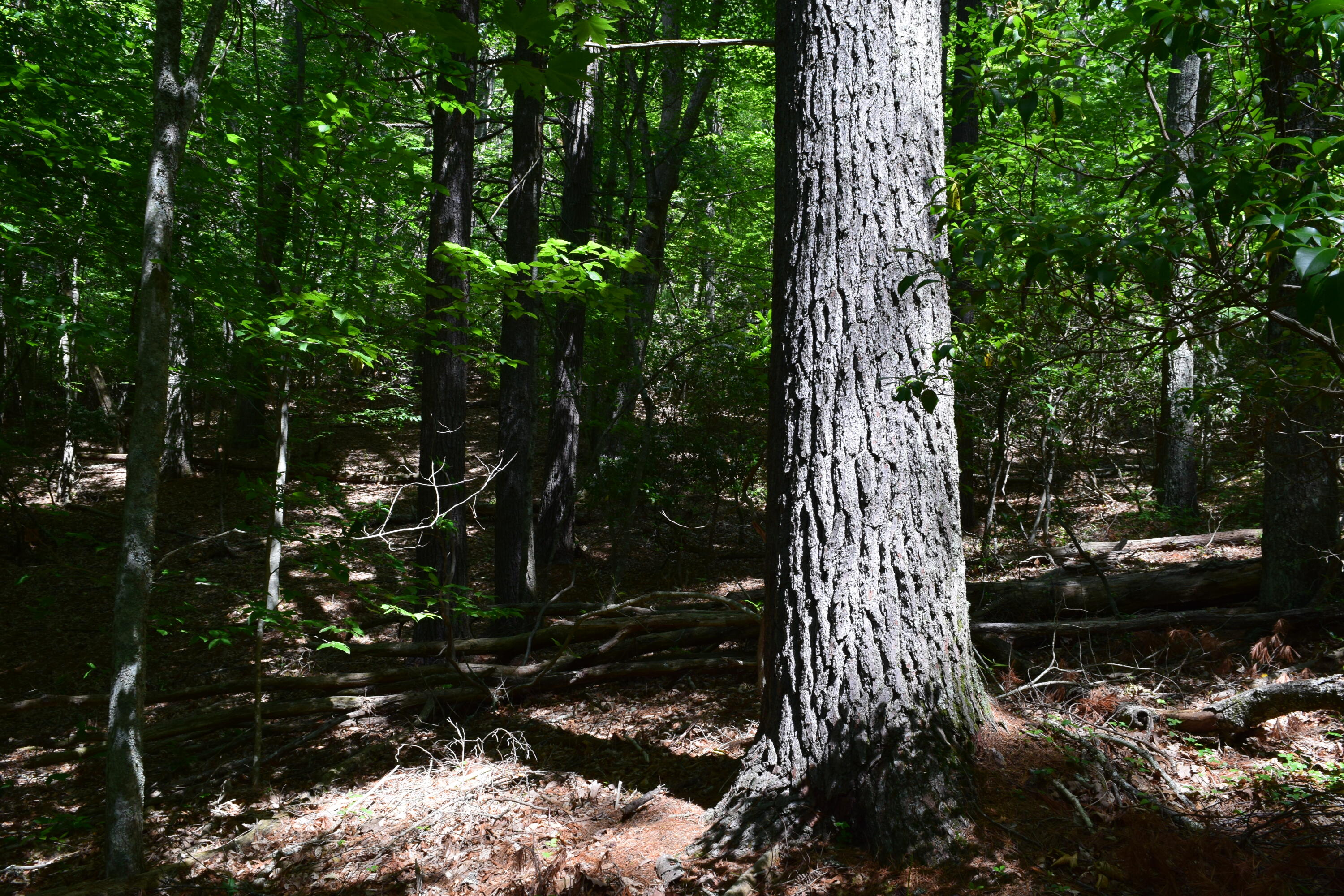 1866 Firehouse Road Northwest Willis, VA 24380 - Photo 67 of 78 a view of outdoor space and garden