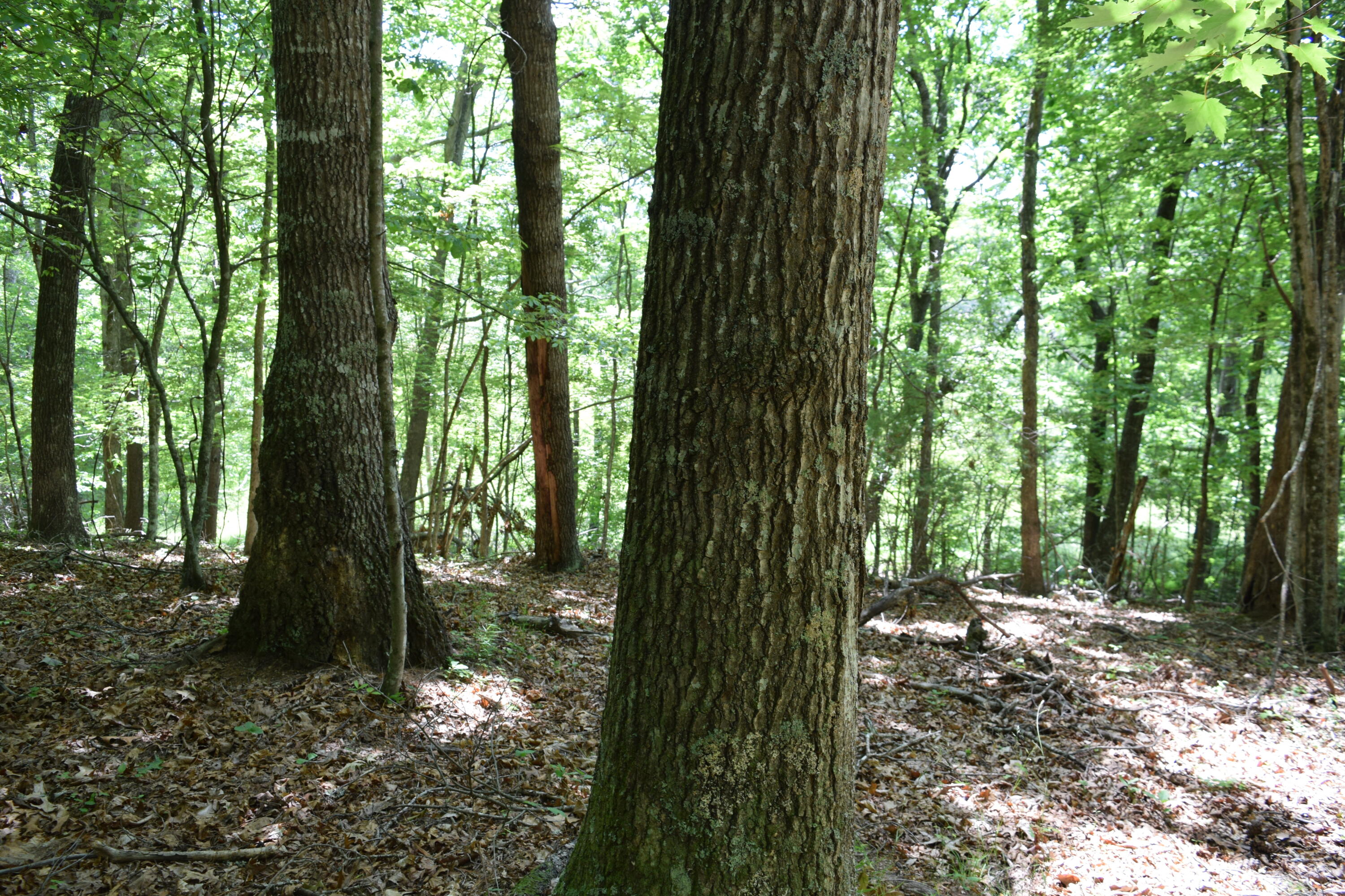 1866 Firehouse Road Northwest Willis, VA 24380 - Photo 68 of 78 DSC_1442