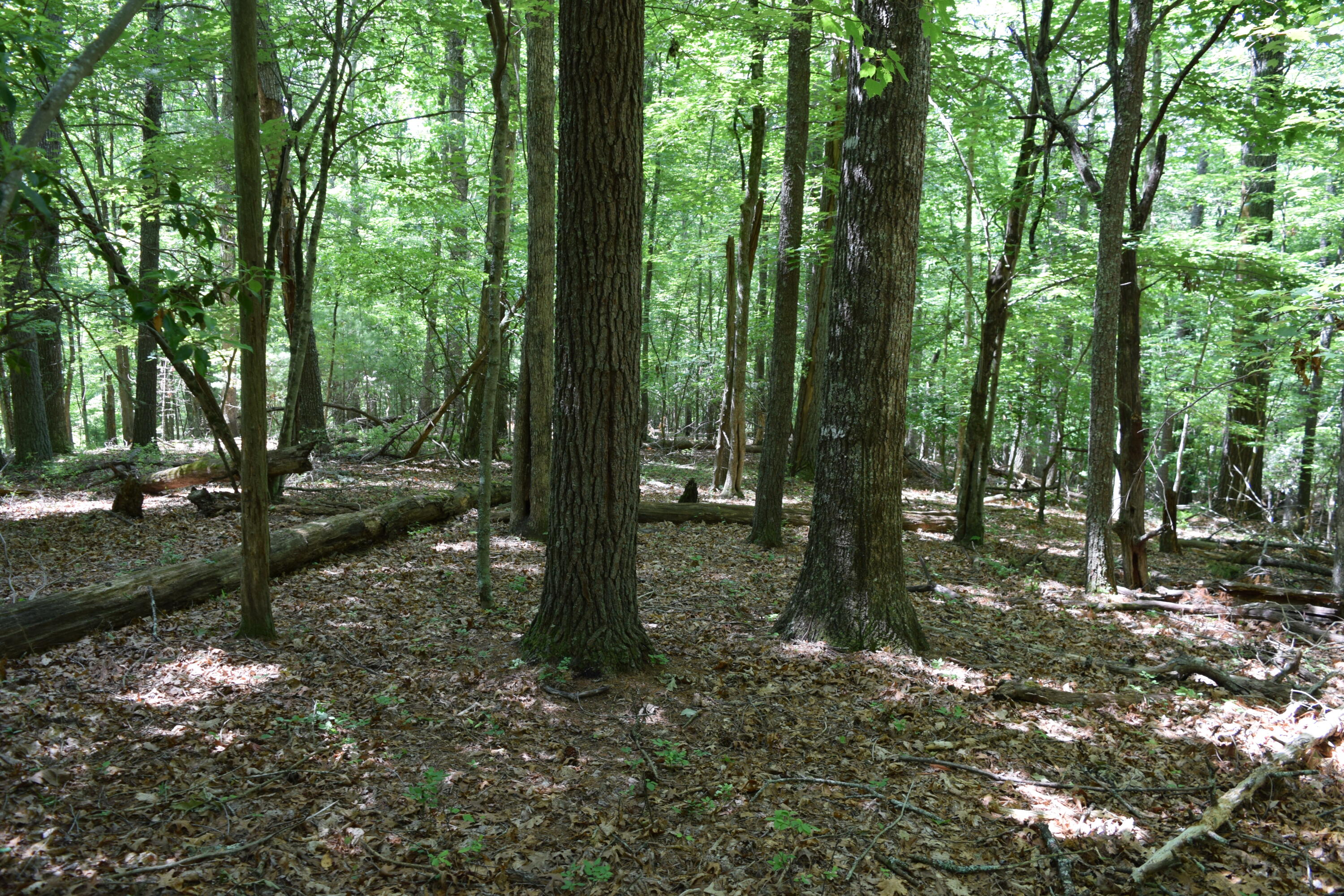 1866 Firehouse Road Northwest Willis, VA 24380 - Photo 69 of 78 a view of a forest with trees in the background