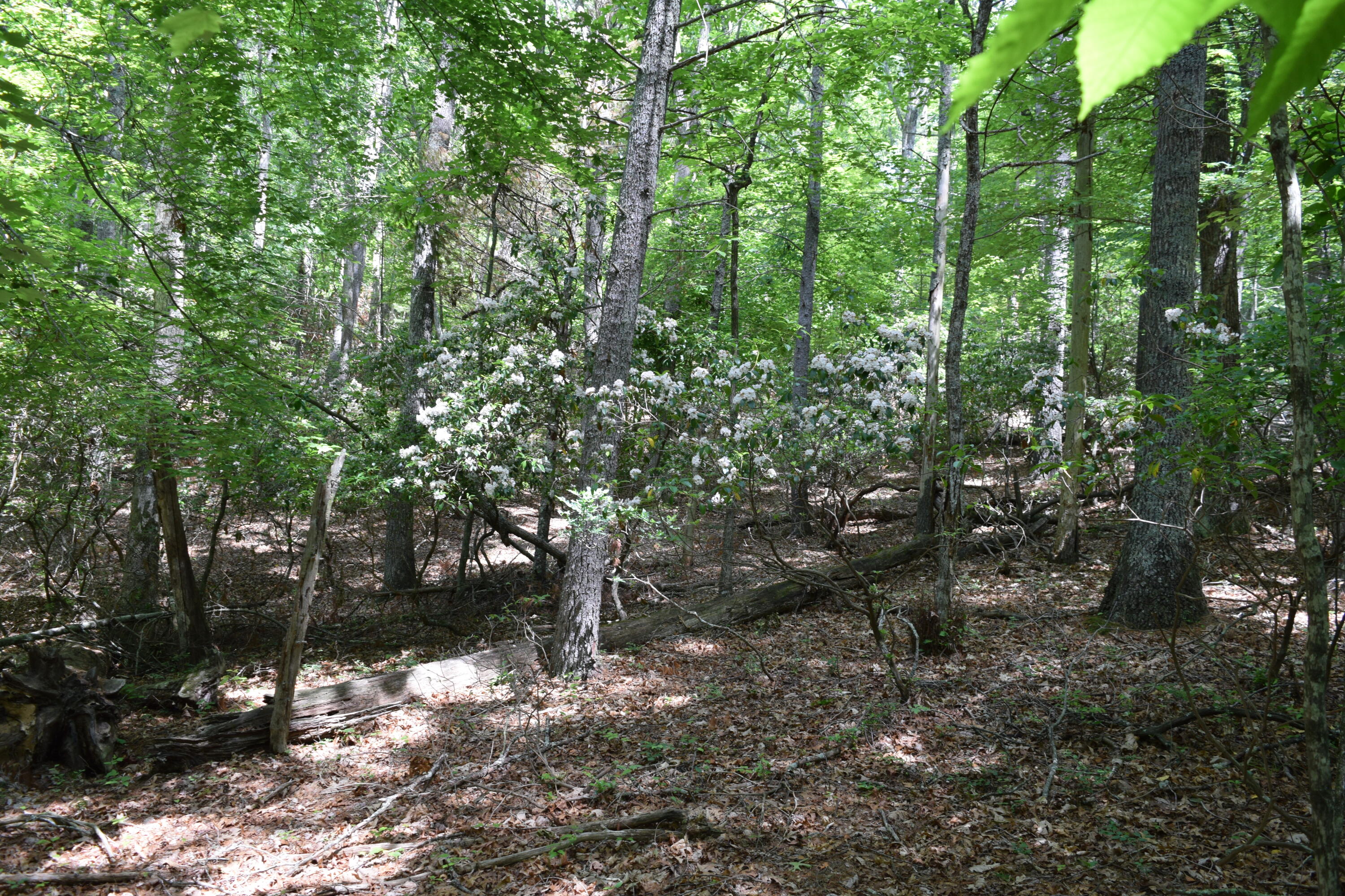 1866 Firehouse Road Northwest Willis, VA 24380 - Photo 70 of 78 a view of a tree in a yard