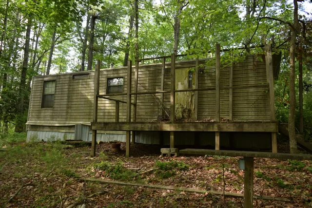 a view of a lush green forest