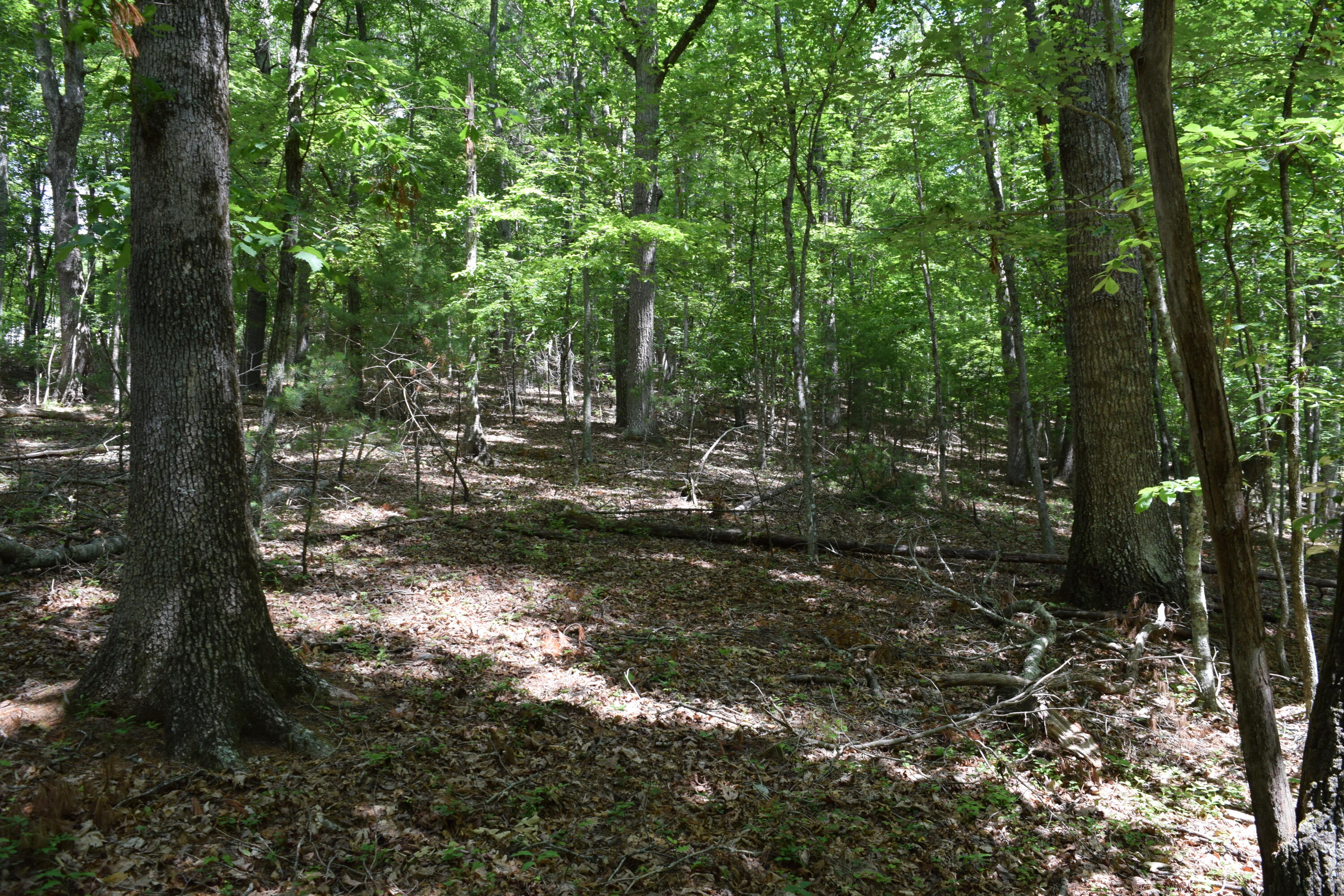 1866 Firehouse Road Northwest Willis, VA 24380 - Photo 71 of 78 a view of a forest with trees