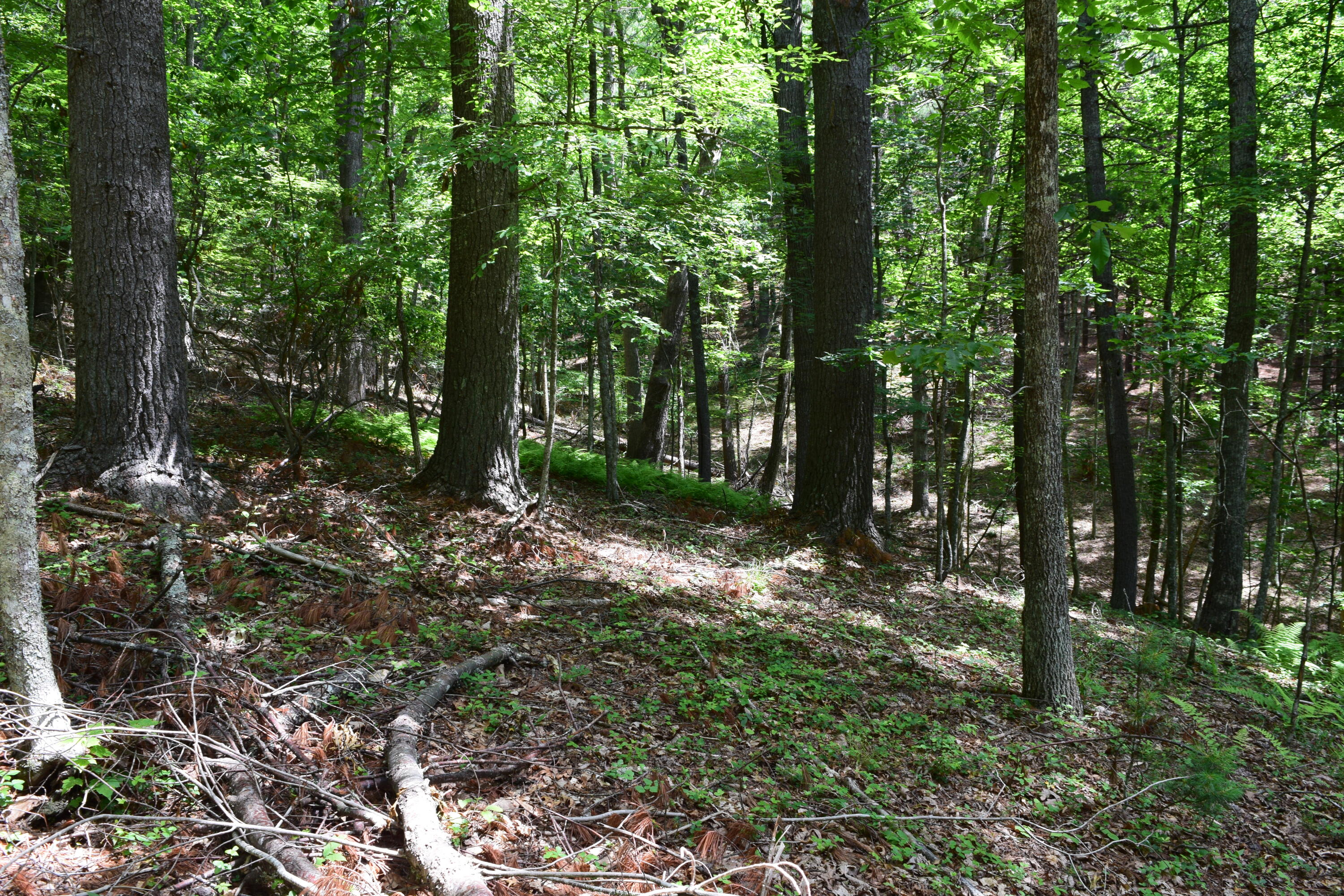 1866 Firehouse Road Northwest Willis, VA 24380 - Photo 72 of 78 a view of outdoor space and green space