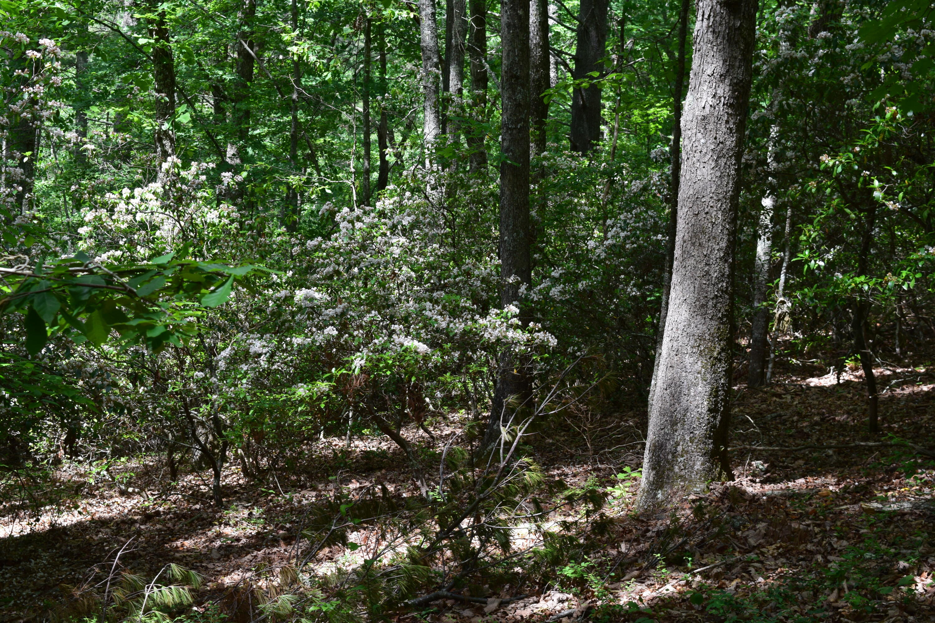 1866 Firehouse Road Northwest Willis, VA 24380 - Photo 74 of 78 DSC_1451