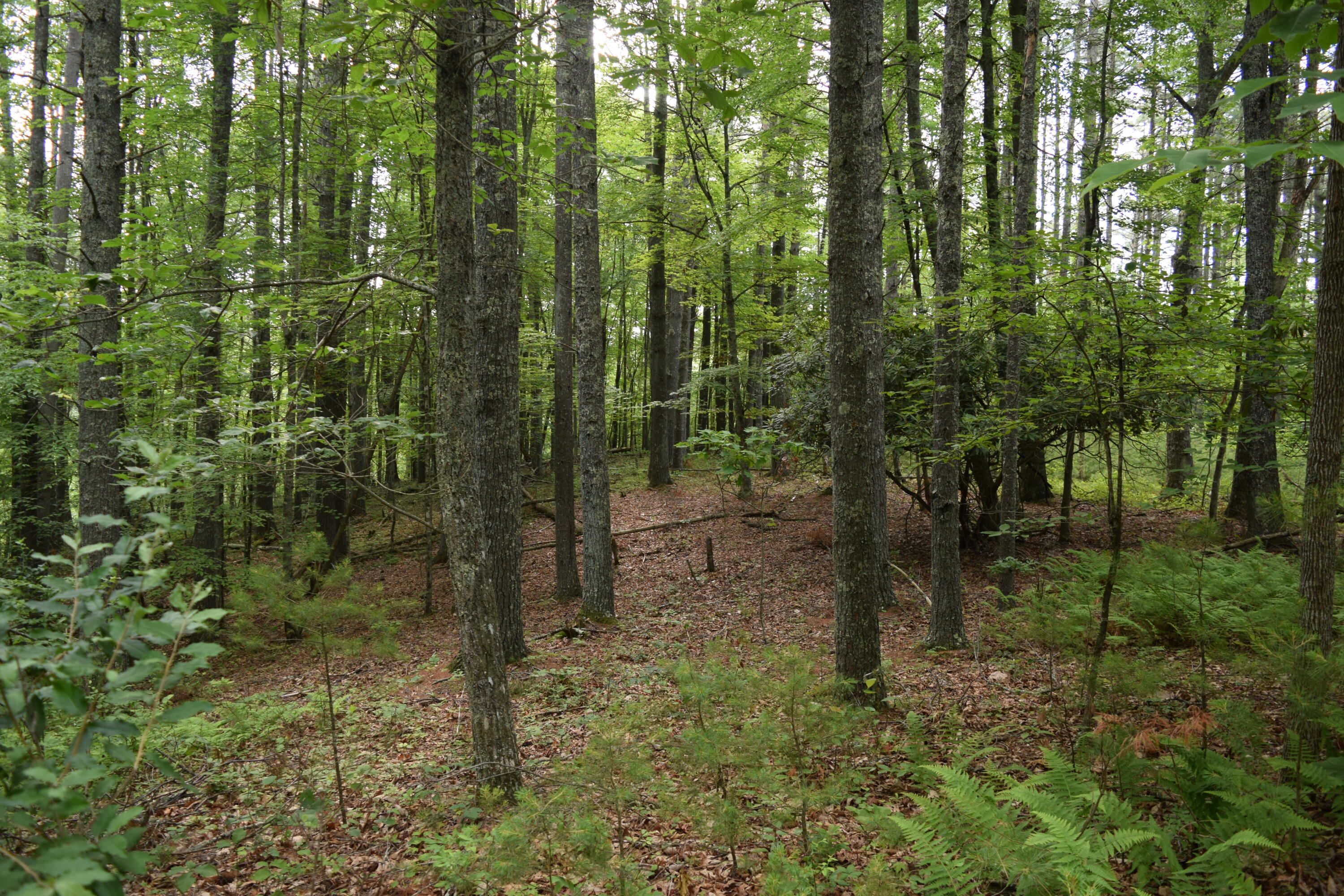 1866 Firehouse Road Northwest Willis, VA 24380 - Photo 9 of 78 a view of a forest
