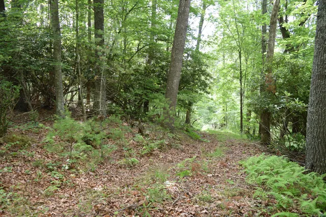 a view of a yard with large trees