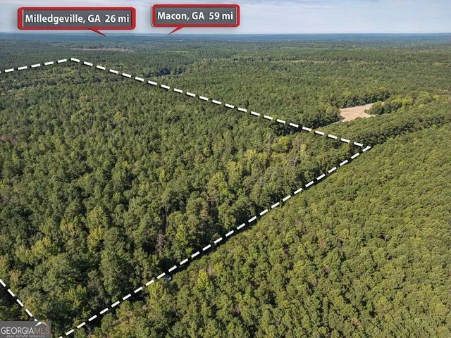 a view of a garden with a tree