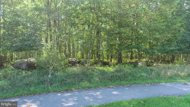 a view of a yard with plants and large trees