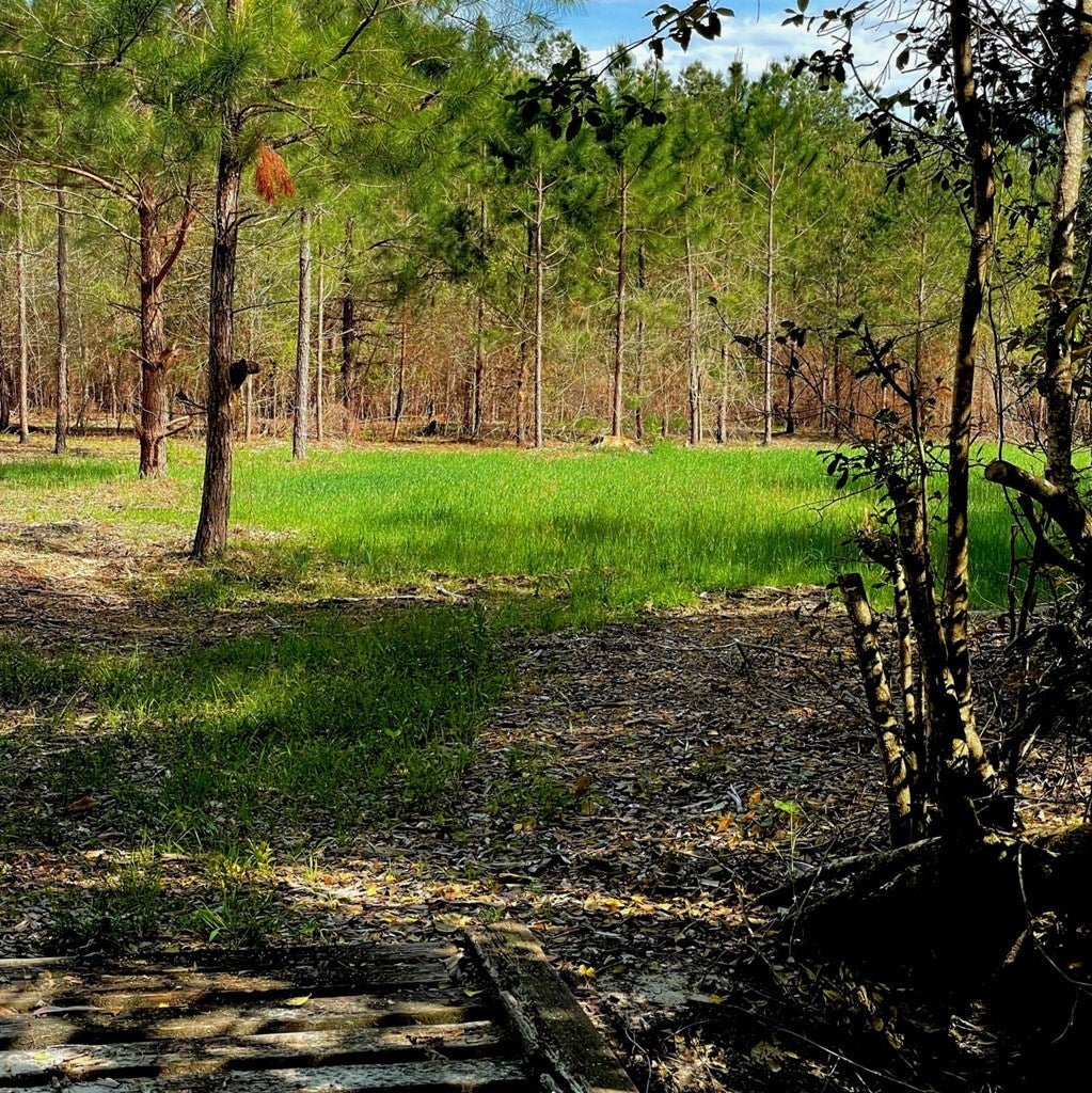 0 Rawls Road Cairo, GA 39828 - Photo 3 of 15 Gallery Image 3