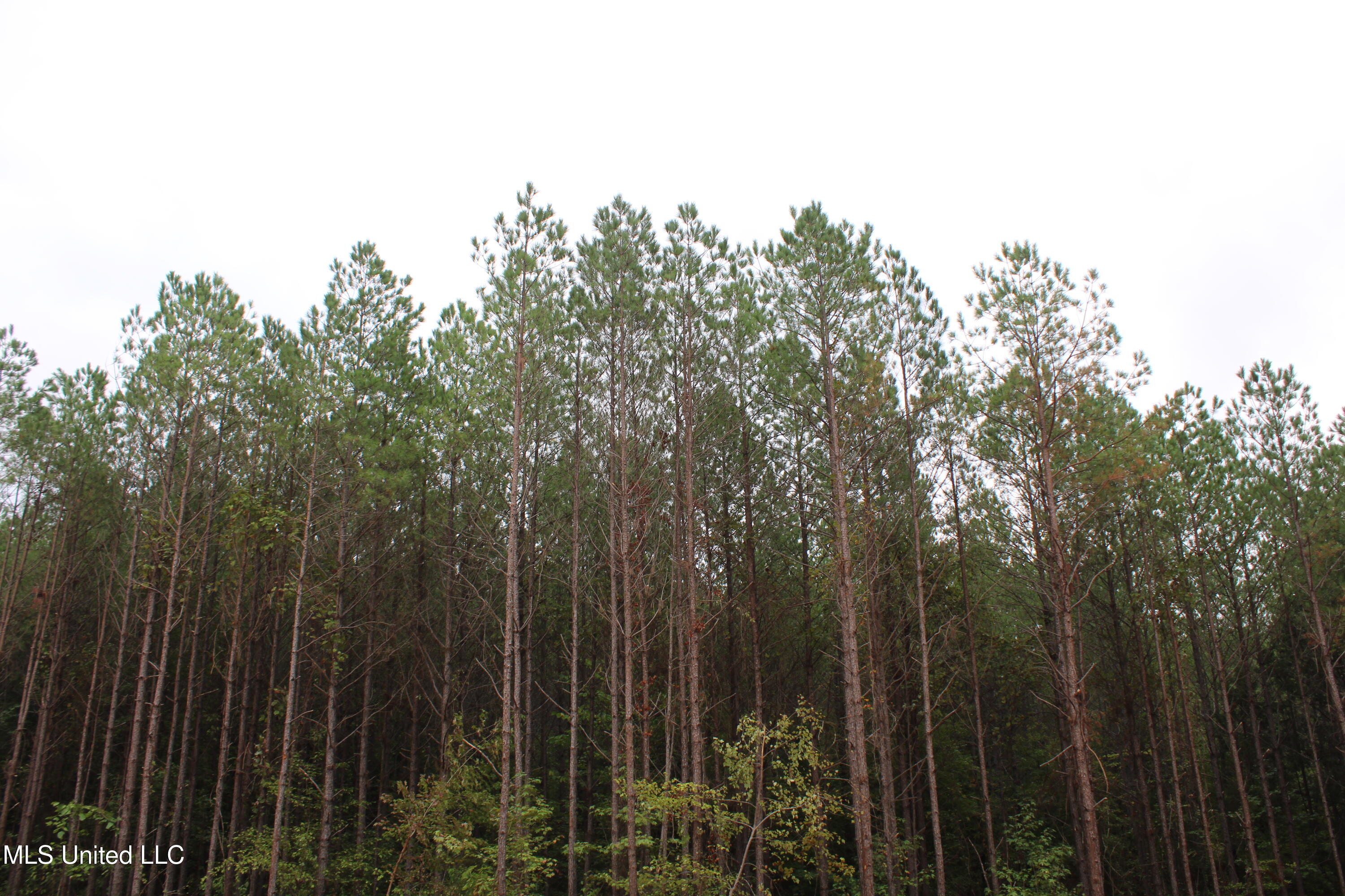 601 Co Road Pontotoc, MS 38863 - Photo 7 of 7 IMG_4615