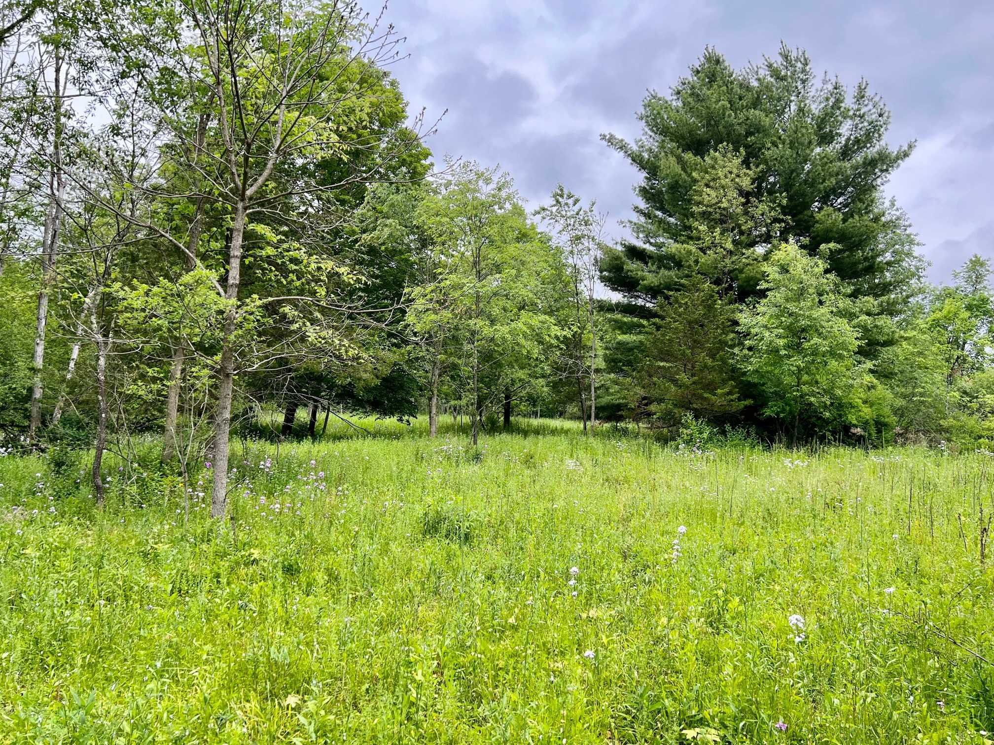 a view of swimming pool from a yard
