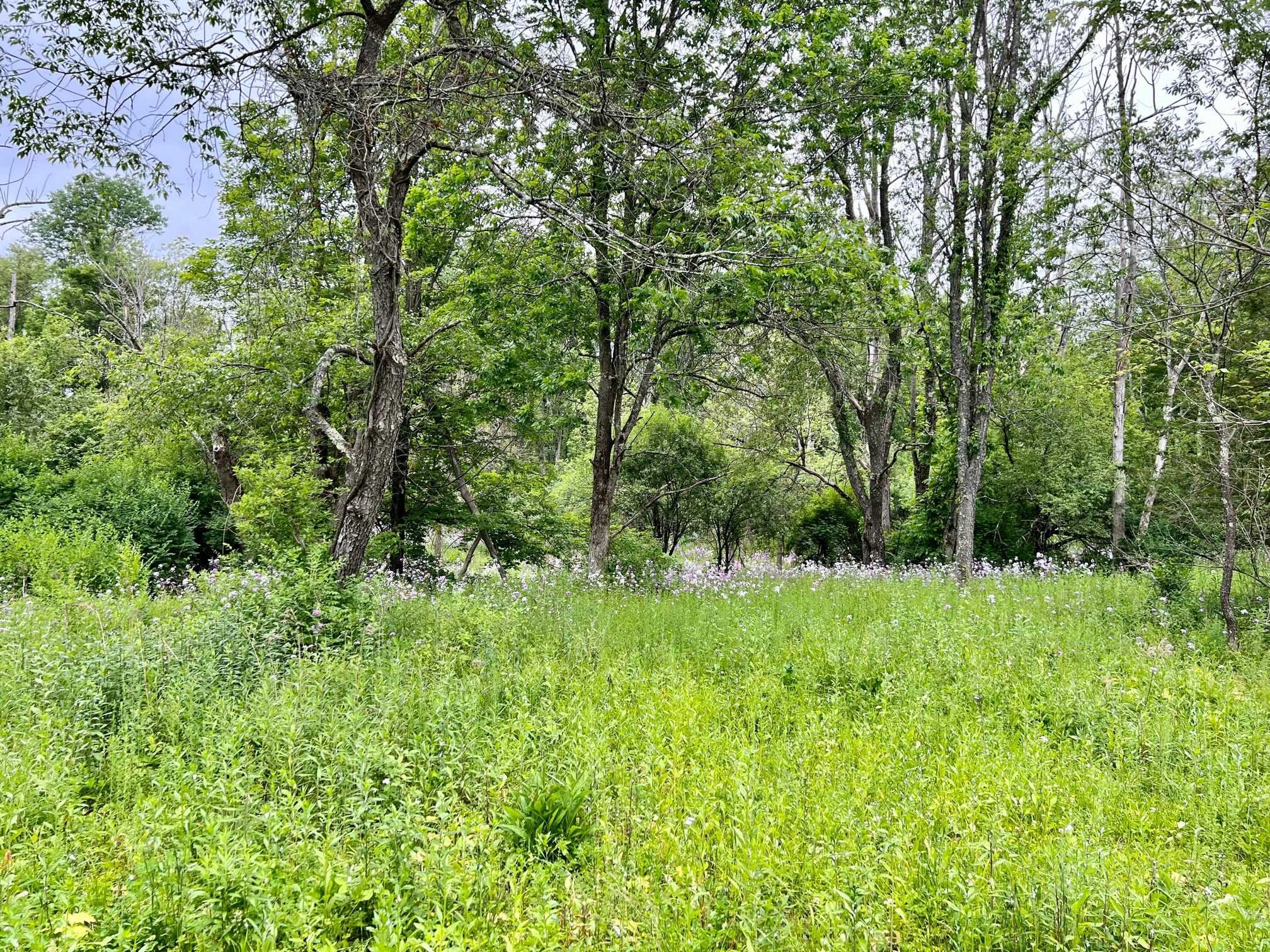 Sharon Turnpike Millbrook, NY 12545 - Photo 2 of 5 a big yard with lots of green space and deers