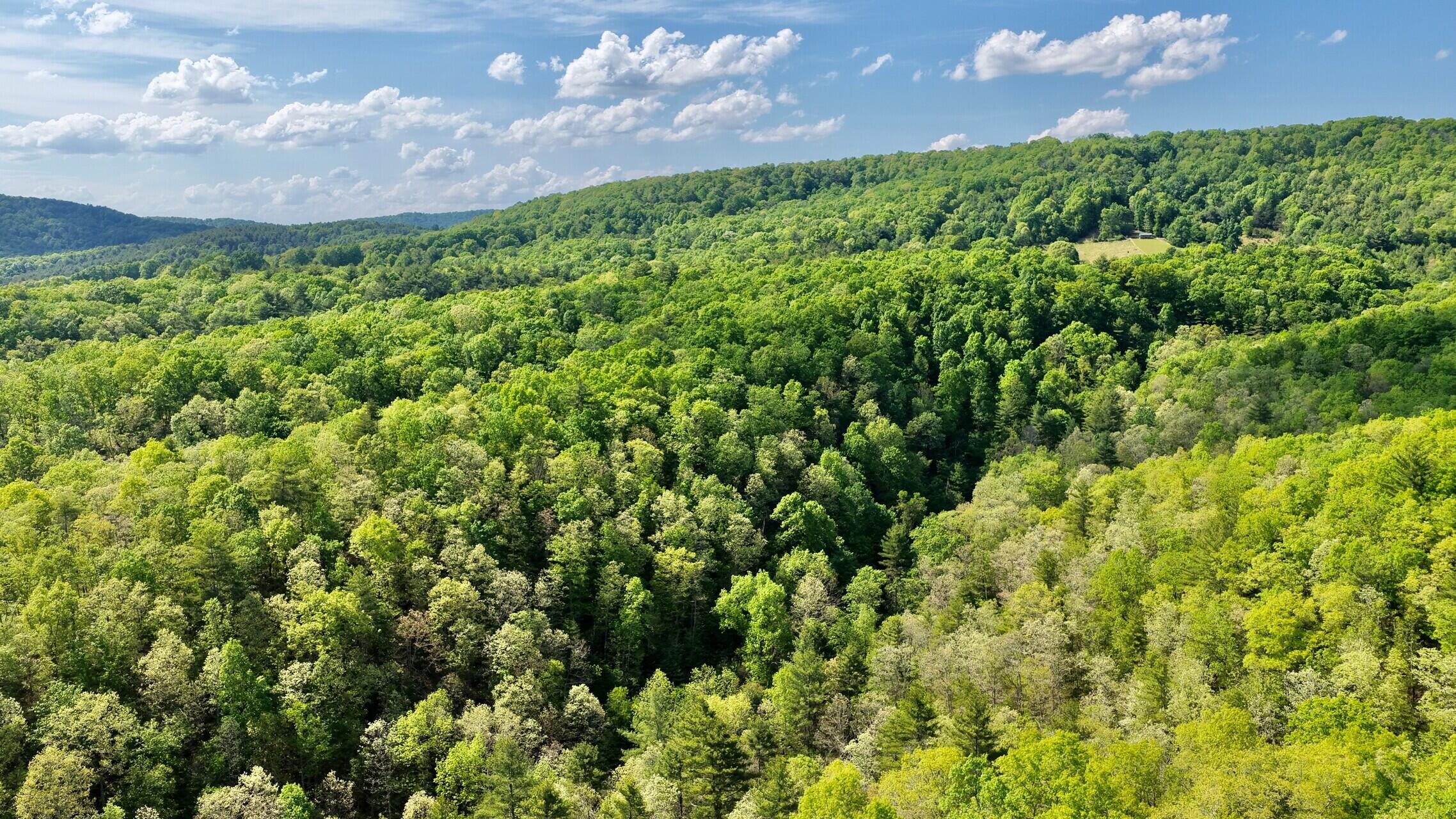 8991 Jones Mountain Road Union, WV 24983 - Photo 5 of 20 8891 Jones Mountain Rd (1)