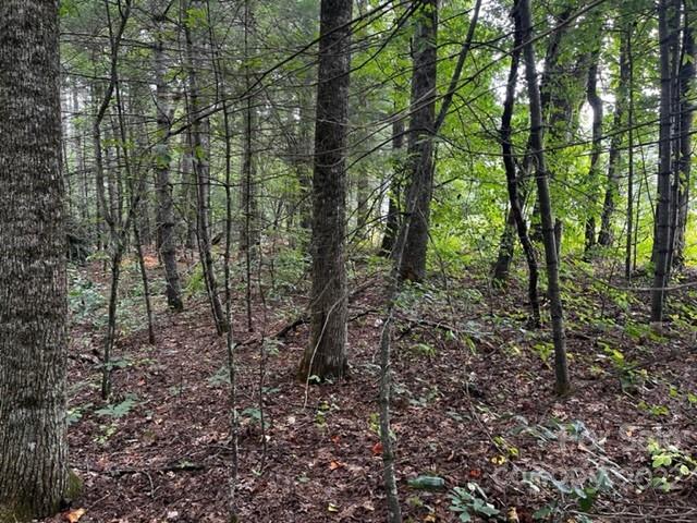 1893 Ridge Road, Unit 4 Hendersonville, NC 28792 - Photo 11 of 15 a view of a forest with trees