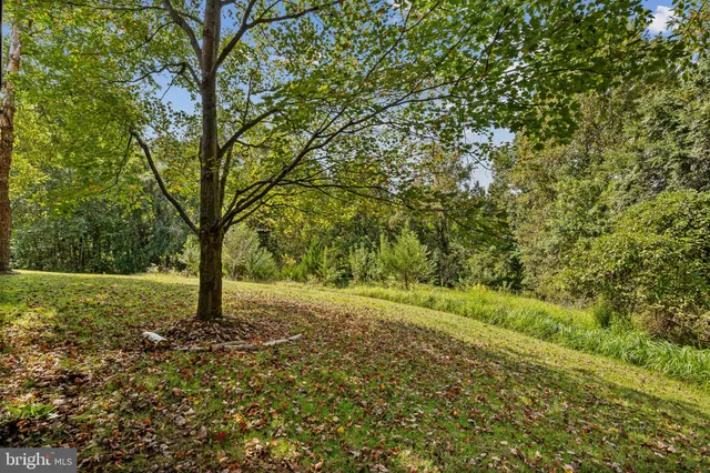 a view of a yard with a tree
