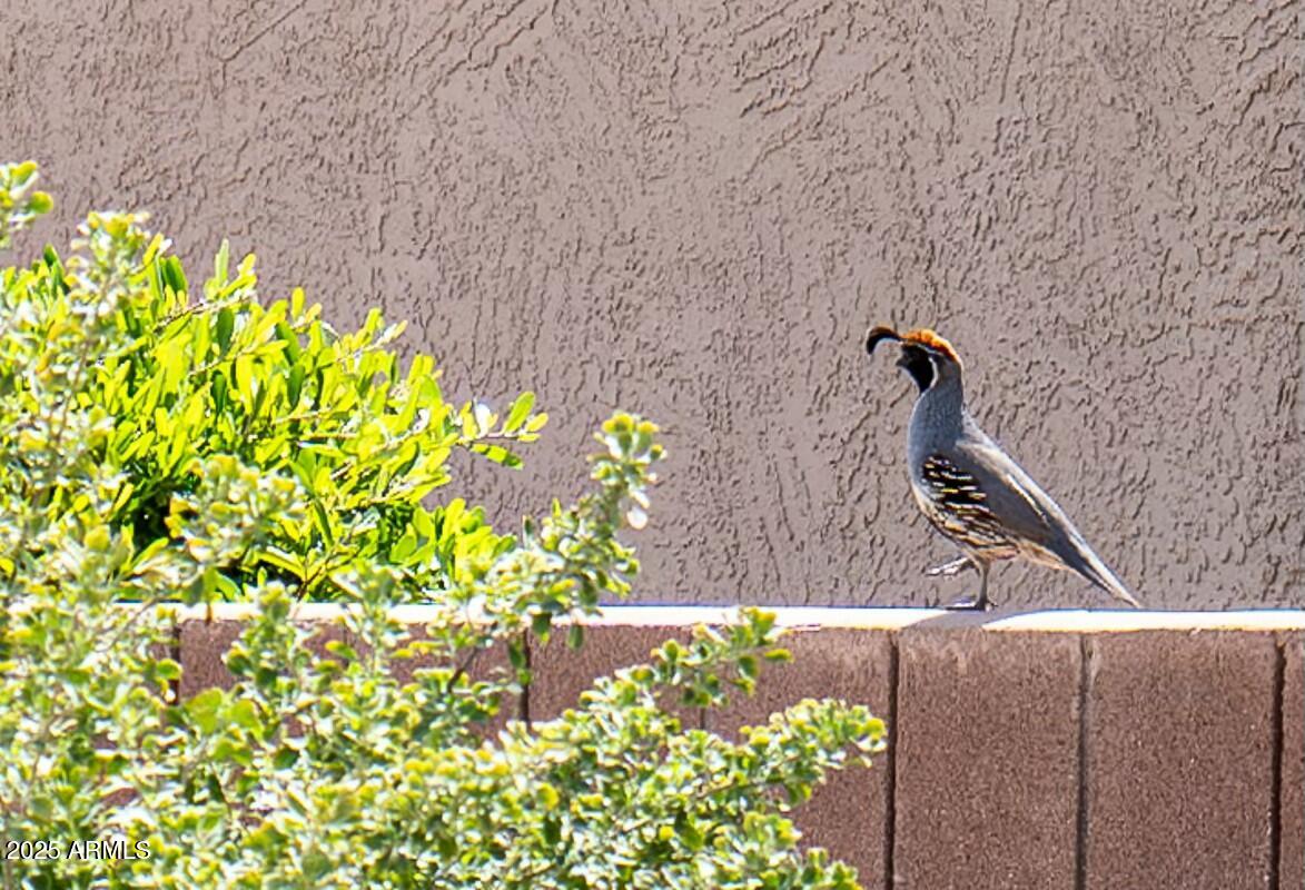 19937 North Turquoise Point Lane Surprise, AZ 85387 - Photo 29 of 29 Local Quail