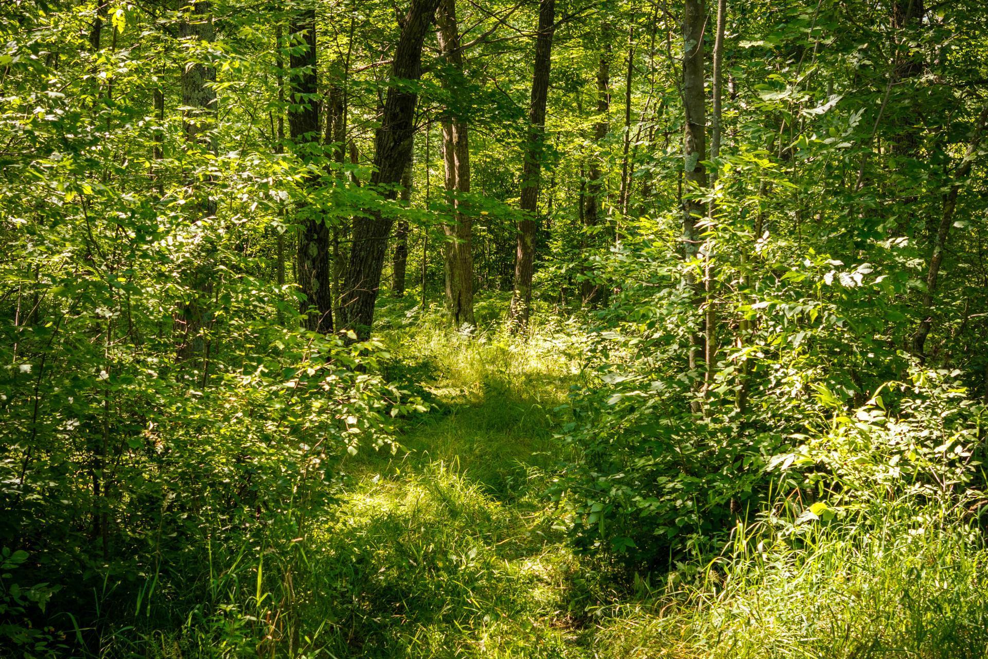 Tbd 359th Street Aitkin, MN 56431 - Photo 14 of 19