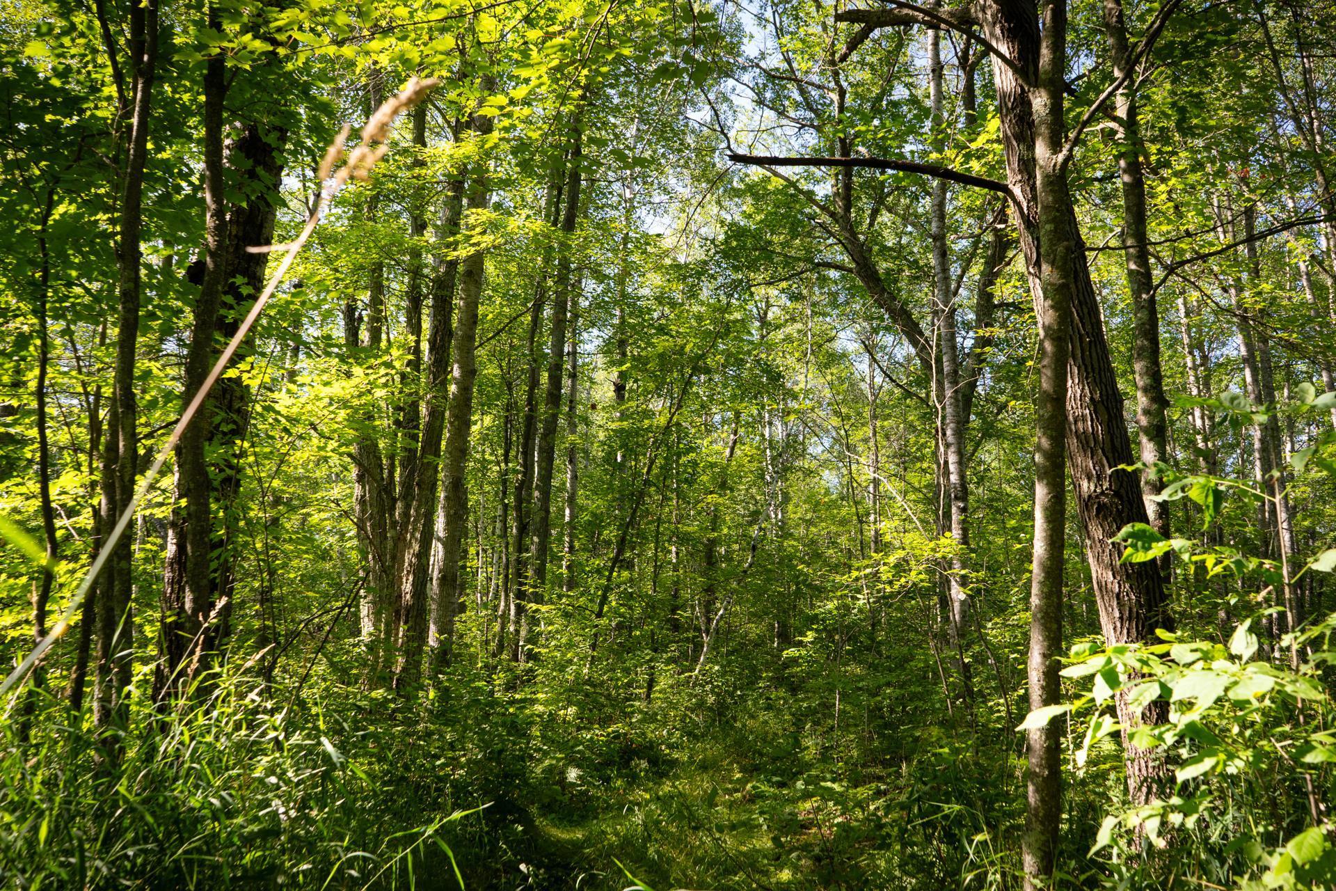 Tbd 359th Street Aitkin, MN 56431 - Photo 7 of 19