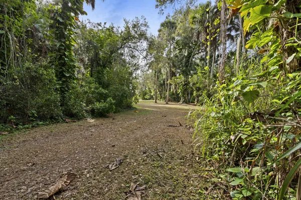 a view of a yard with a tree