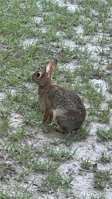 Tbd Tbd Plata Way Bryan, TX 77808 - Photo 12 of 18 a view of a forest with a tree