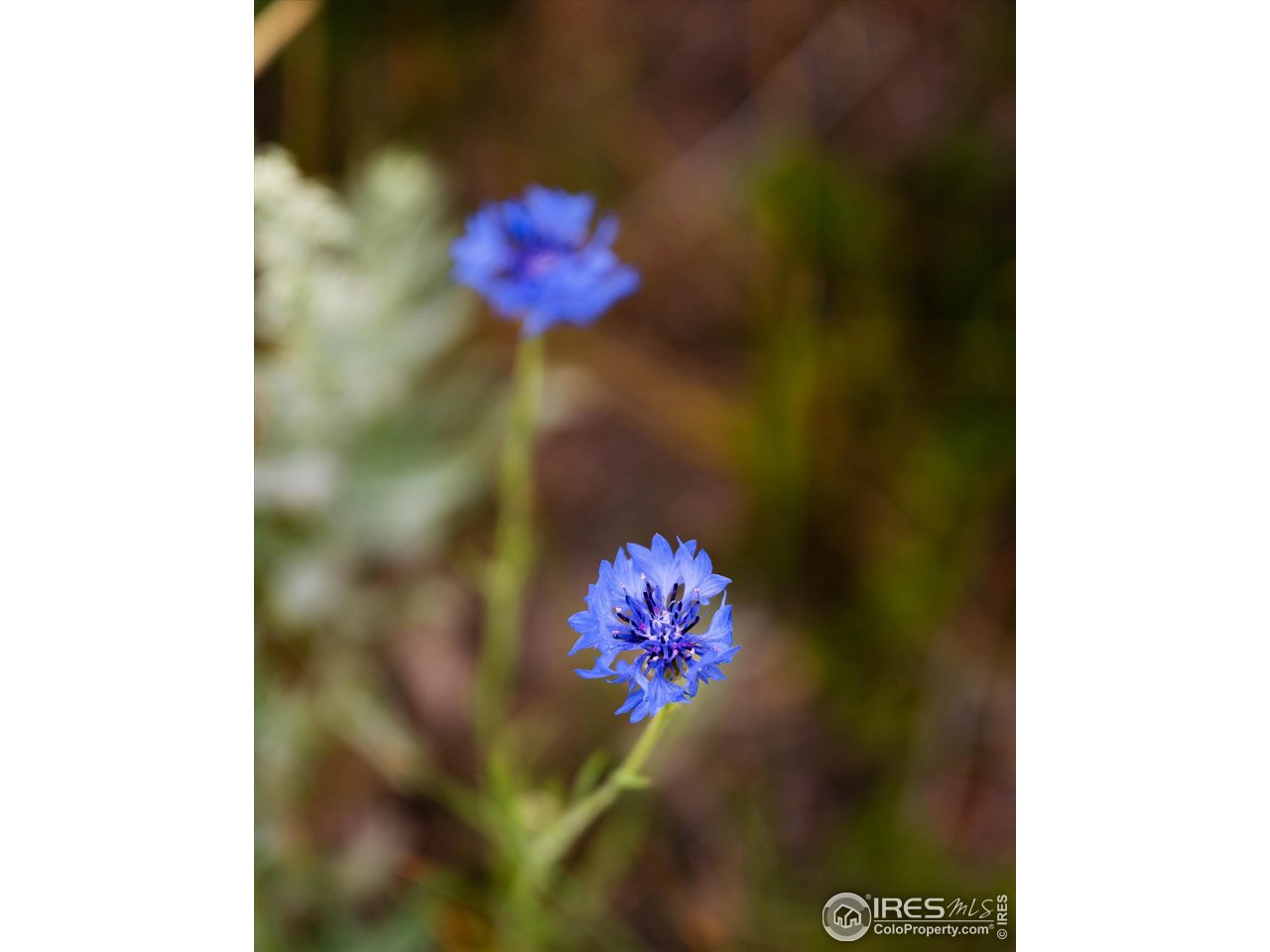 529 Quartz Road Bellvue, CO 80512 - Photo 7 of 31