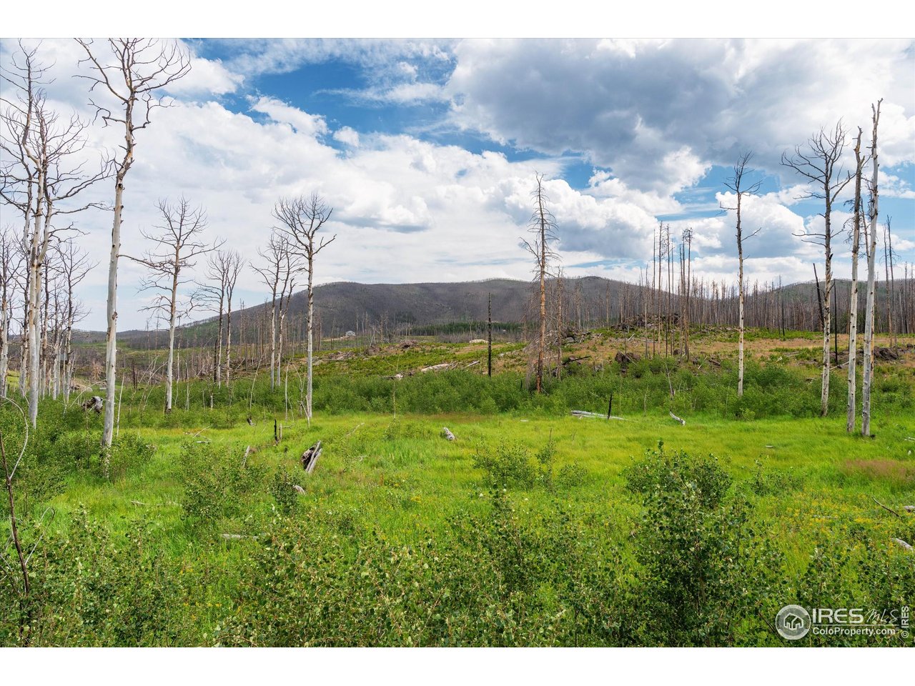 529 Quartz Road Bellvue, CO 80512 - Photo 9 of 31 a view of a garden