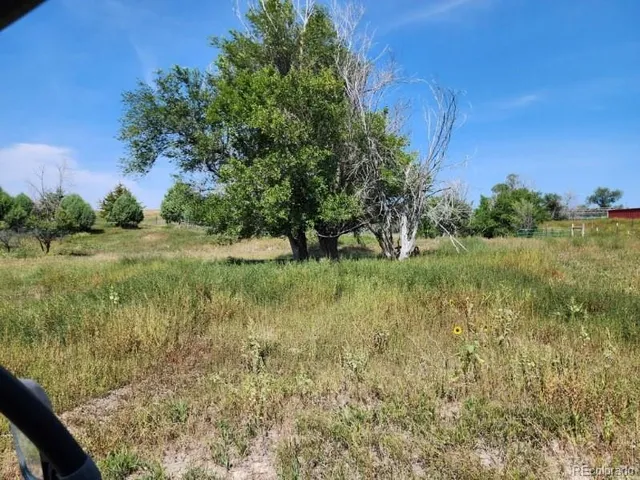 a view of a yard with trees