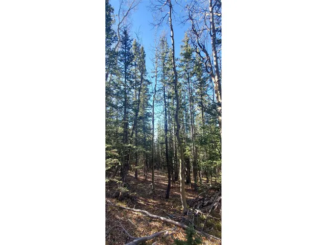 a close up of a tree in a city