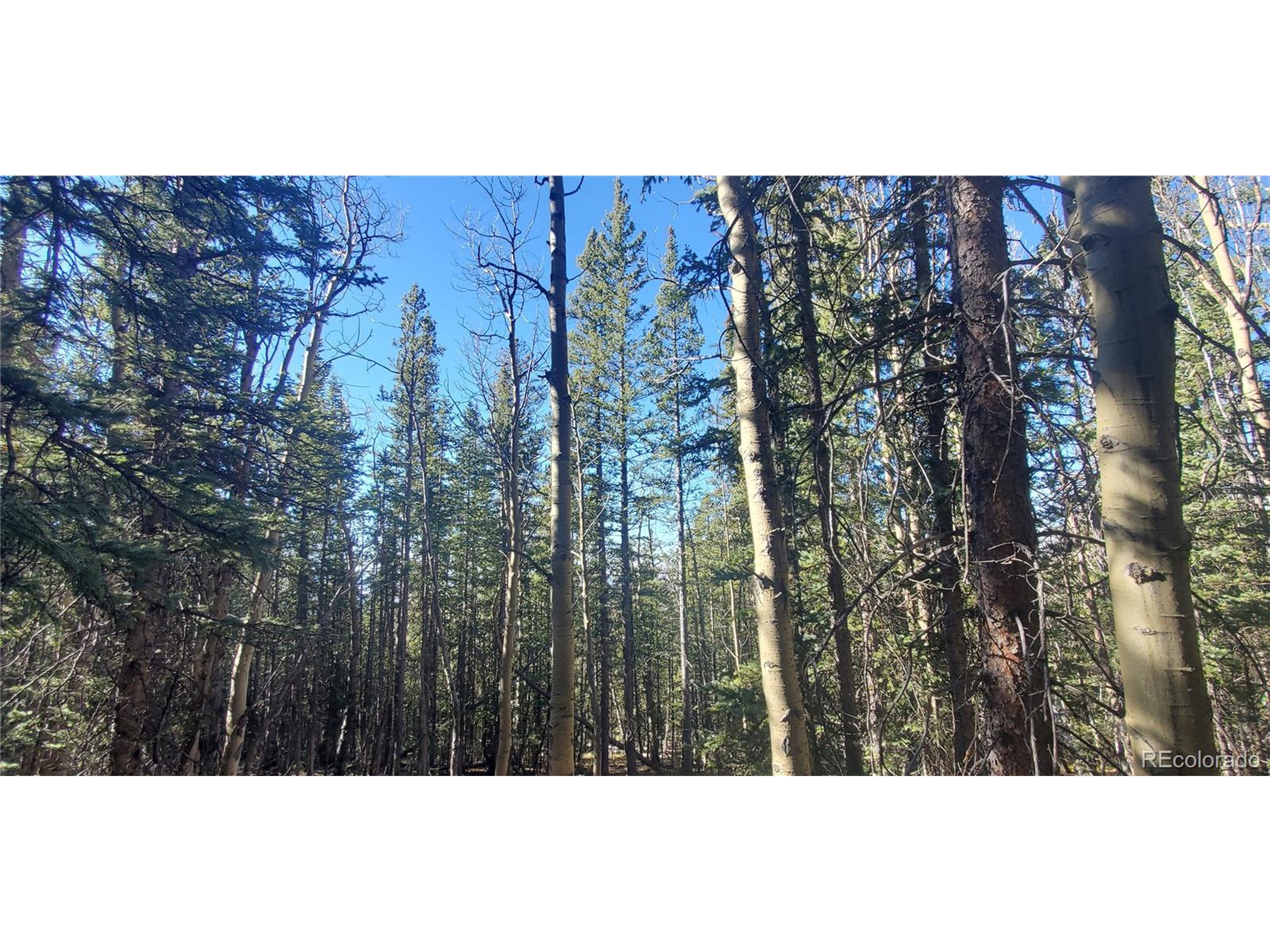 6581 Ackerman Road San Luis, CO 81152 - Photo 5 of 12 a open area with lots of trees