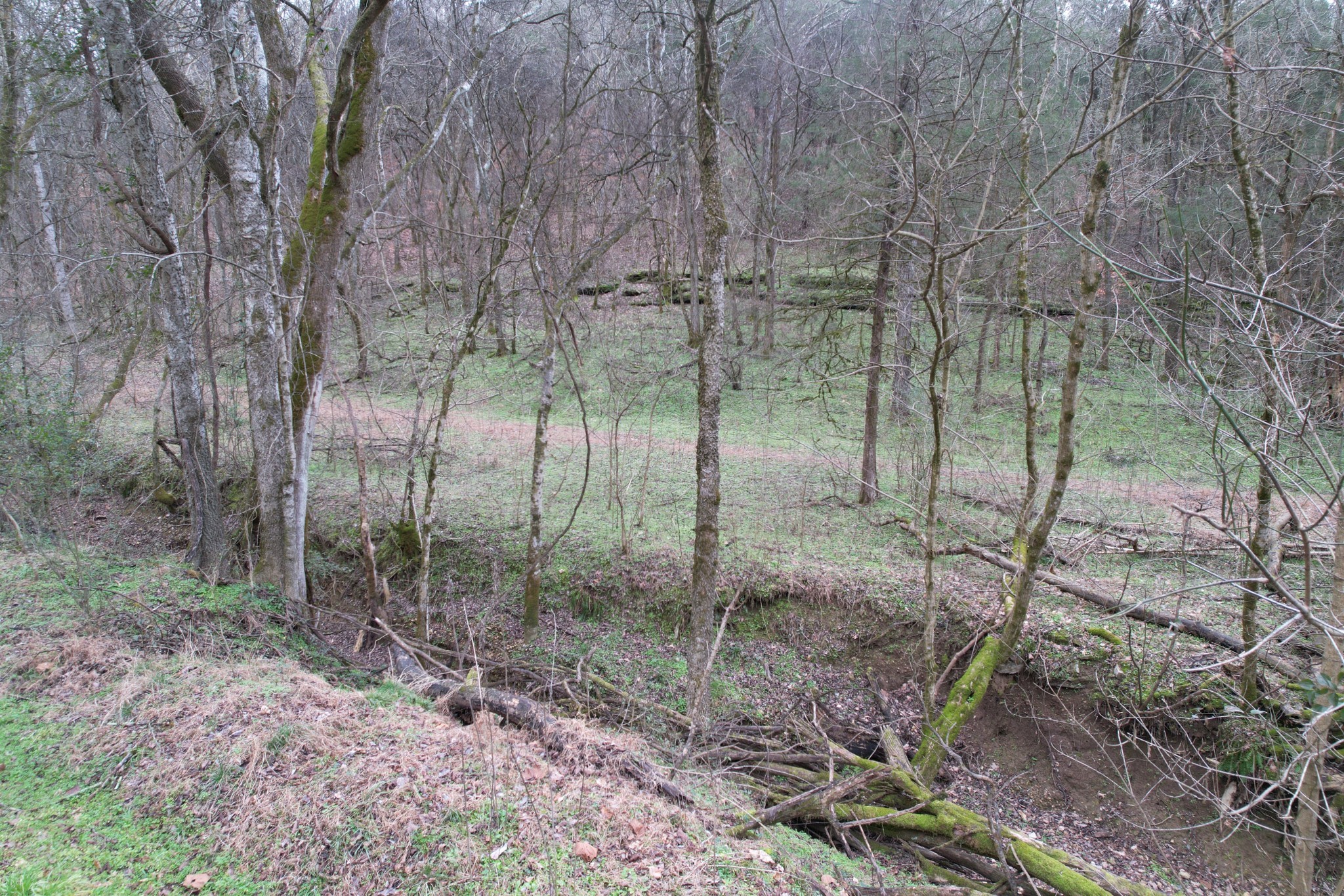 0 Club Springs Road Elmwood, TN 38560 - Photo 4 of 9 a view of a forest with a bench
