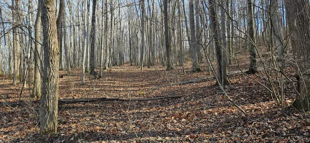 a view of backyard with tree
