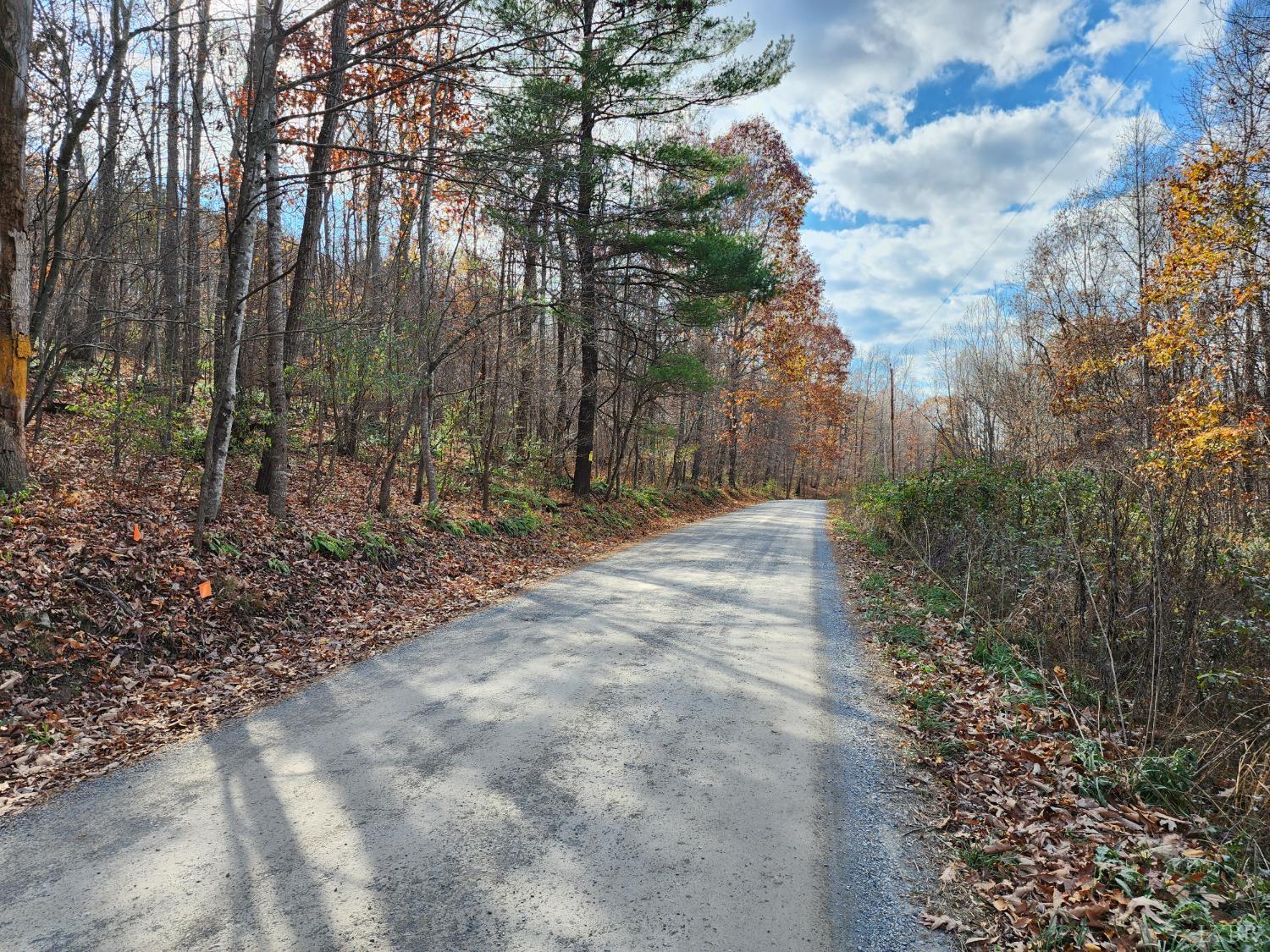 0 Major Grahams Max Meadows, VA 24360 - Photo 4 of 6 a view of backyard with tree