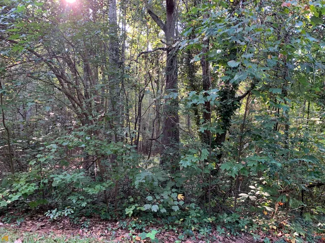a view of a forest with a tree