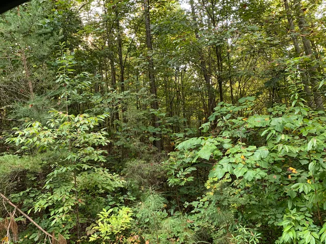 a view of a lush green forest