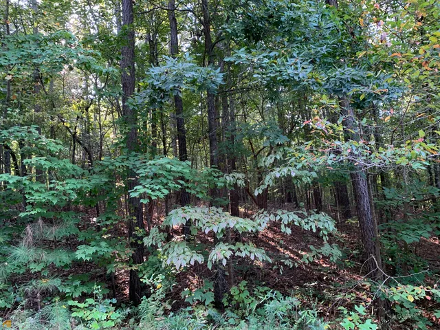 a view of bushes and trees
