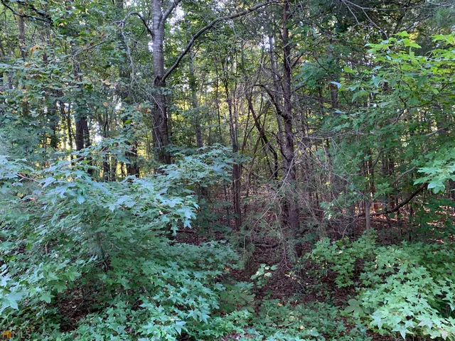 a view of a forest with lush green forest