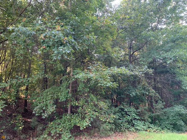 a view of a forest with a tree