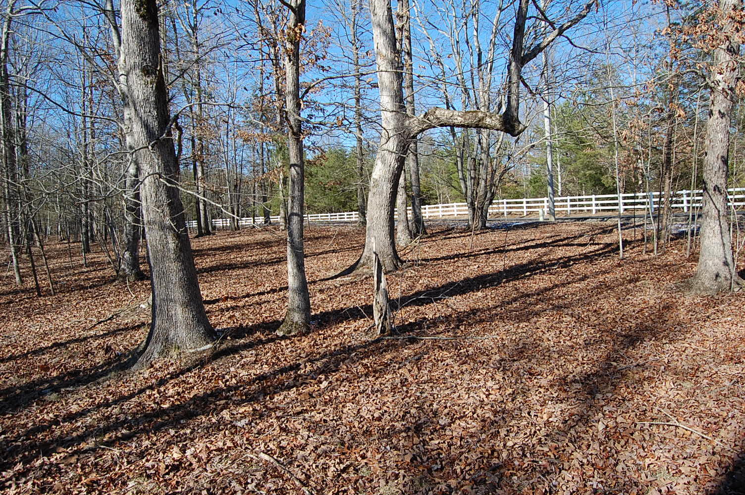 340 Bluff View Drive Dunlap, TN 37327 - Photo 10 of 36 DSC_0008