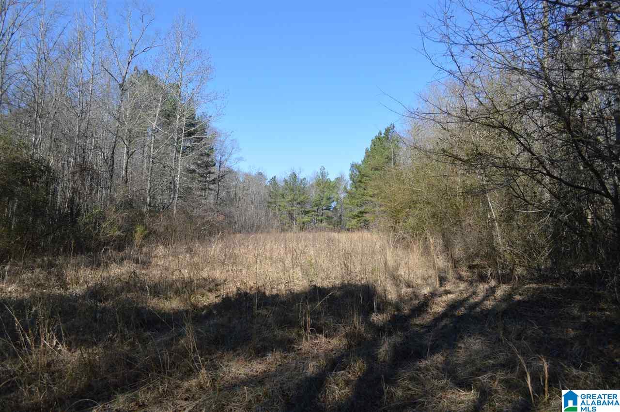 1900 Sanie Road Odenville, AL 35120 - Photo 5 of 48