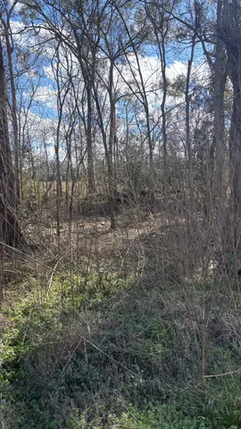 a view of a forest with trees in the background