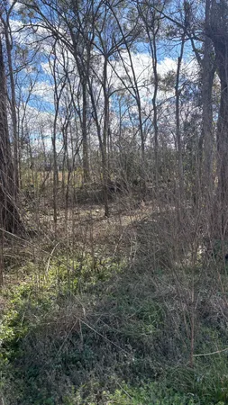a view of a forest with trees in the background