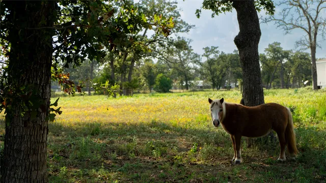 $1,575,000 | 23888 Laneview Road, Hempstead, TX 77445