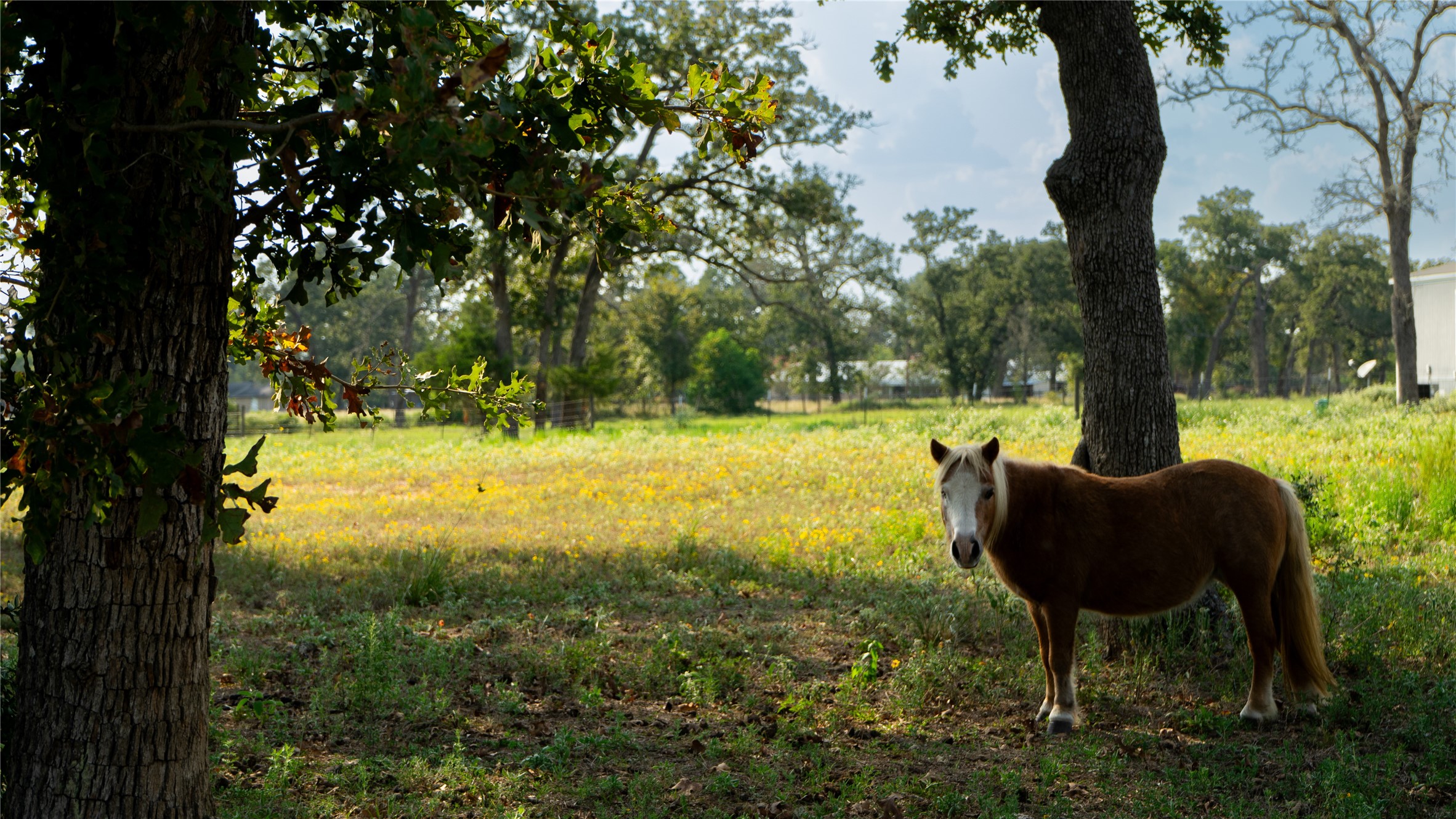 23888 Laneview Road Hempstead, TX 77445 - Photo 34 of 39