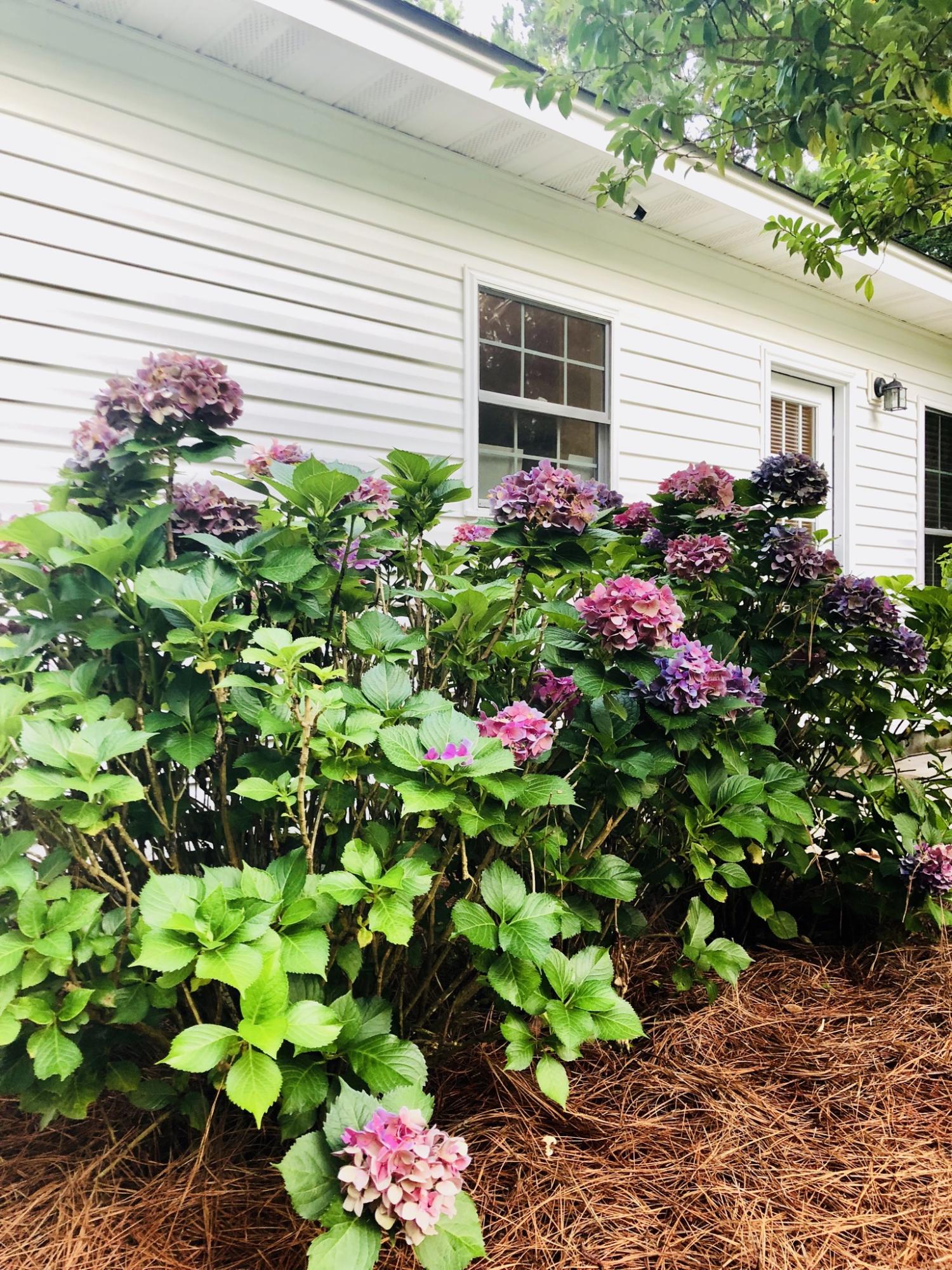 3074 State Rd S-15-233 Walterboro, SC 29488 - Photo 25 of 26 EF2FA0B3-A57B-486D-BF79-3BA1D8C63727