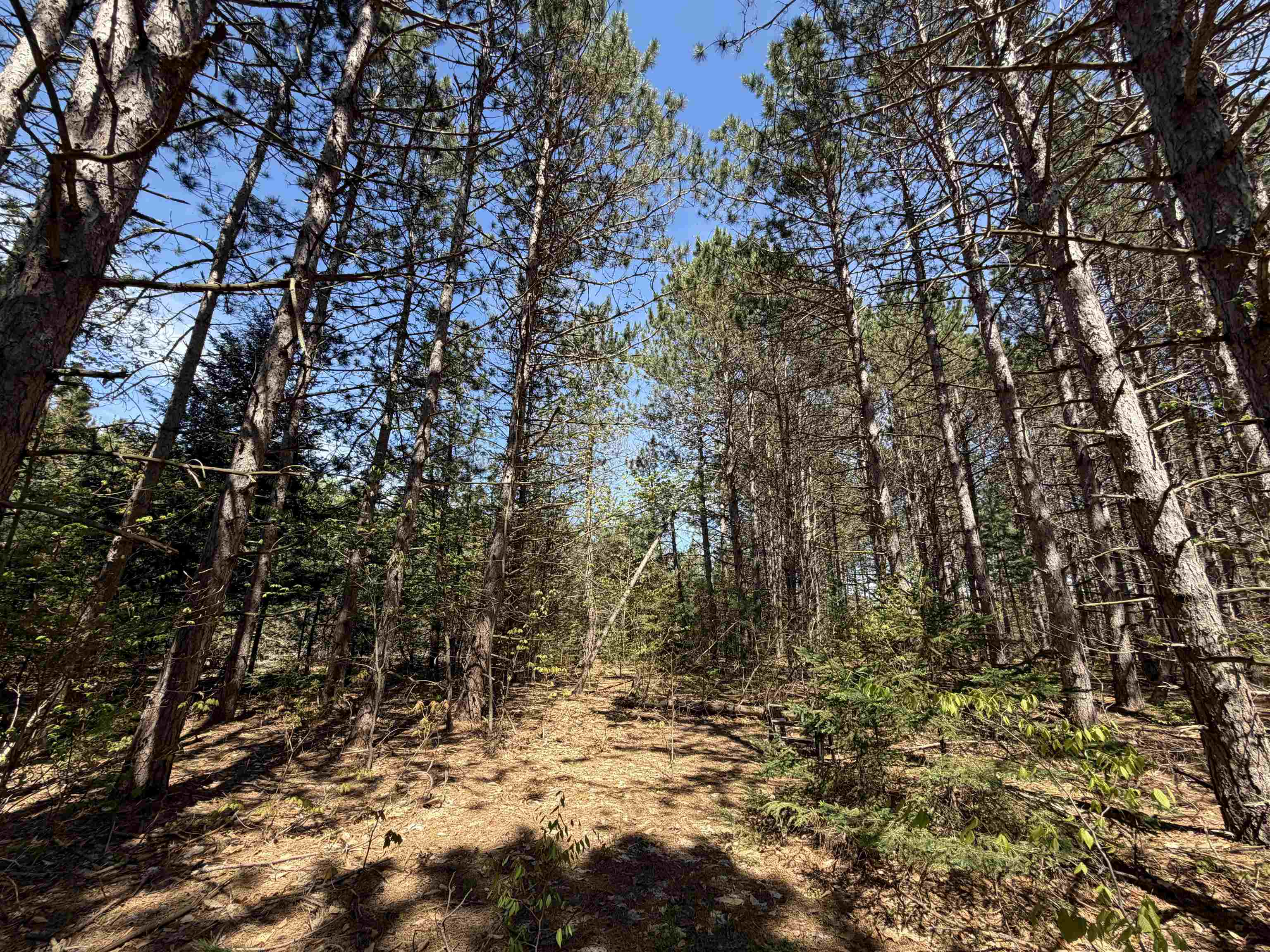 13158 Cinder Road Beulah, MI 49617 - Photo 38 of 46